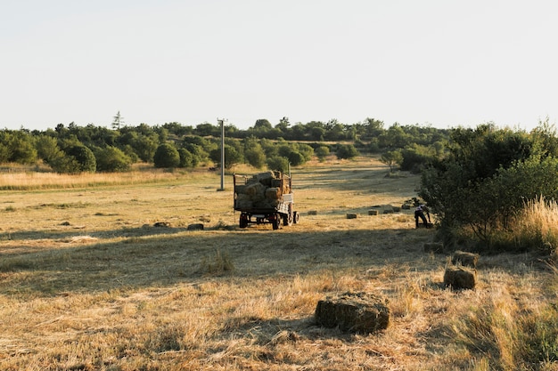 Balas de paja cuadradas en un campo de maíz cosechado