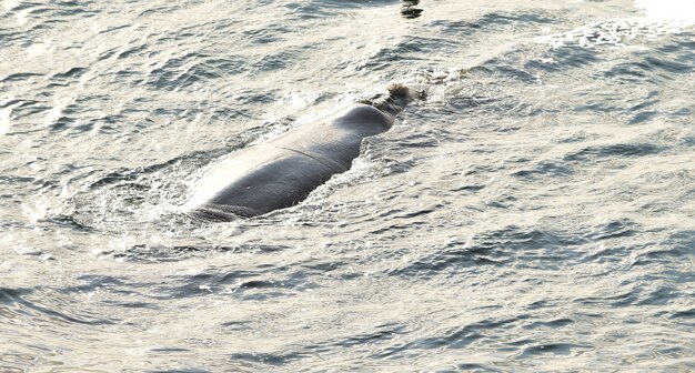 Ballena Franca Austral descansando en la superficie del mar, en Hermanus, Sudáfrica