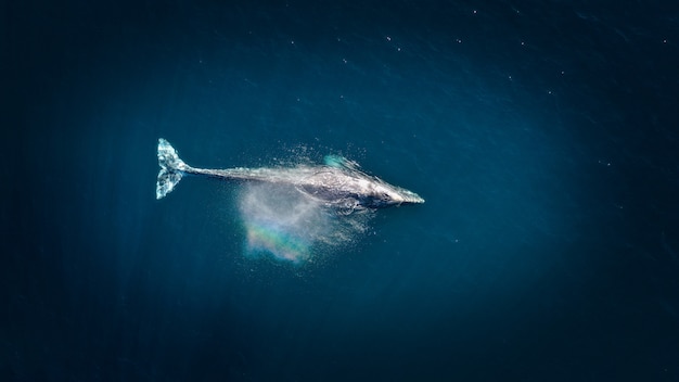 Ballena jorobada