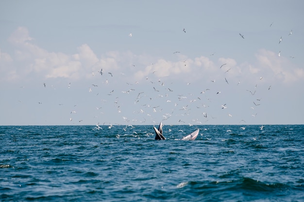 Ballena en el mar