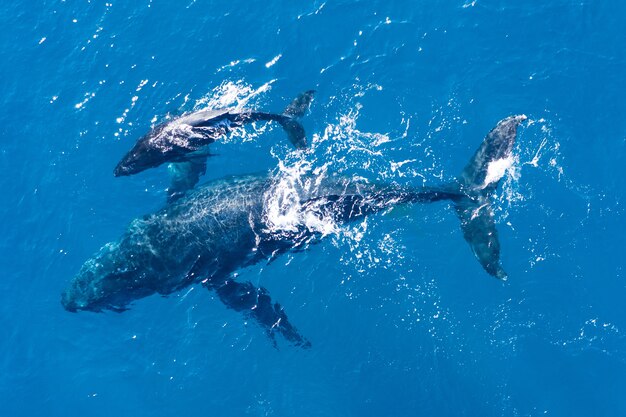 Las ballenas jorobadas fotografiadas desde arriba con un dron aéreo frente a la costa de Kapalua, Hawaii