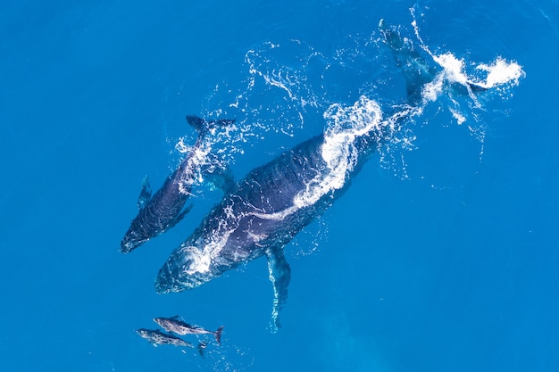 Ballenas jorobadas frente a la costa de Kapalua, Hawaii