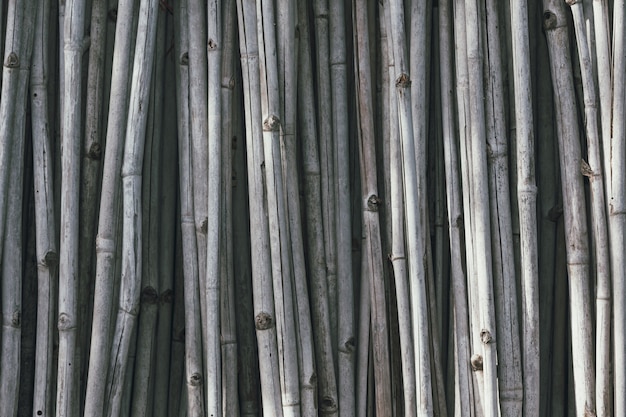 Bambú gris seco que está dispuesto verticalmente.