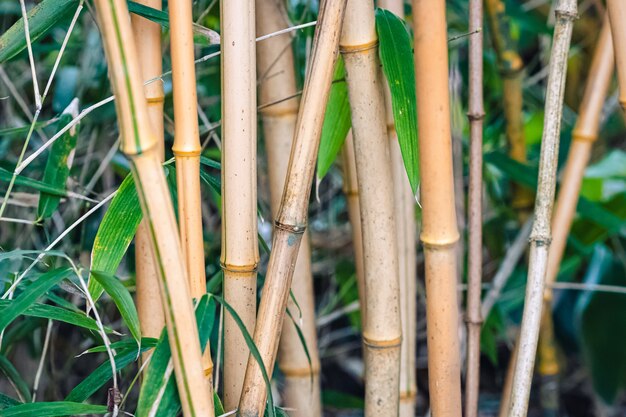 Bambú en la naturaleza