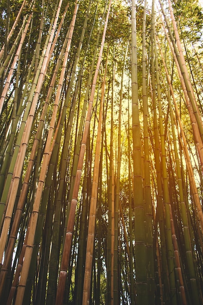 Bambú que se extiende