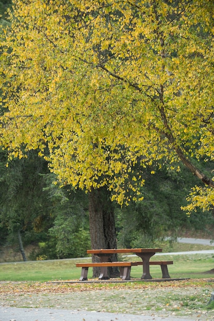 Banco debajo de un árbol