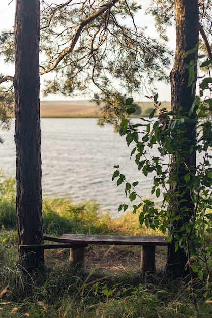 Banco de madera rodeado de árboles al lado del lago