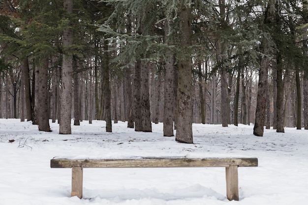 Banco de madera vacío cubierto de nieve en el bosque de invierno