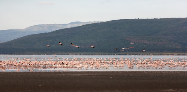 Bandada de flamencos rosados mayores