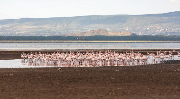 Bandada de flamencos rosados mayores