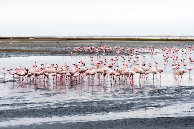 Bandada de flamencos rosados en Walvis Bay, Namibia.