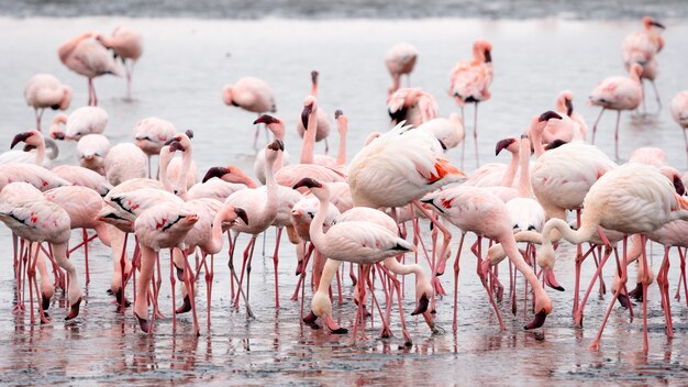 Bandada de flamencos rosados en Walvis Bay, Namibia.