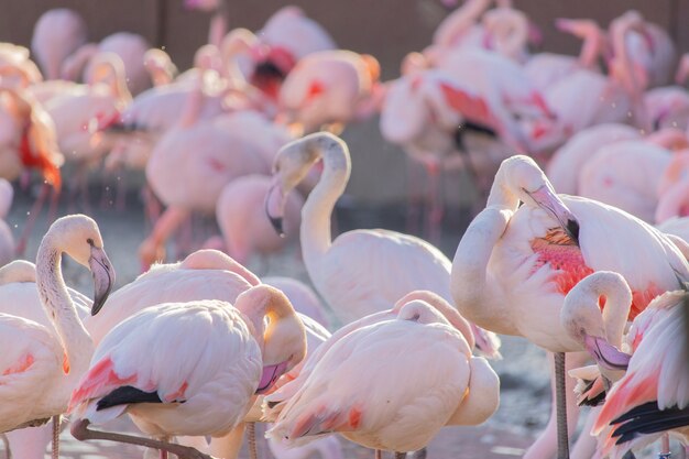 Bandada de flamencos vadeando en la orilla de un estanque en un santuario de animales