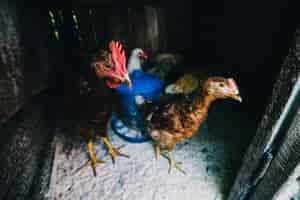 Foto gratuita bandada de gallinas en el pollo.