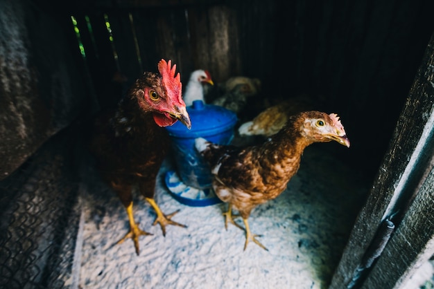 Bandada de gallinas en el pollo.