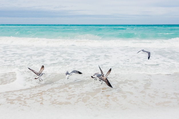 Bandada de gaviotas a la orilla del mar