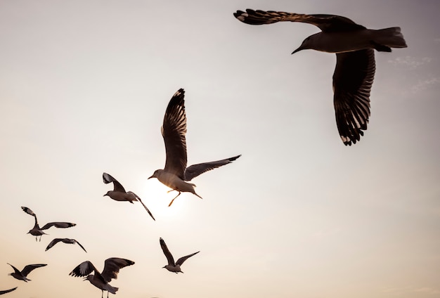 Bandada de gaviotas volando en el cielo.