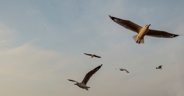 Bandada de gaviotas volando en el cielo.