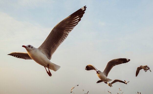 Bandada de gaviotas volando en el cielo.