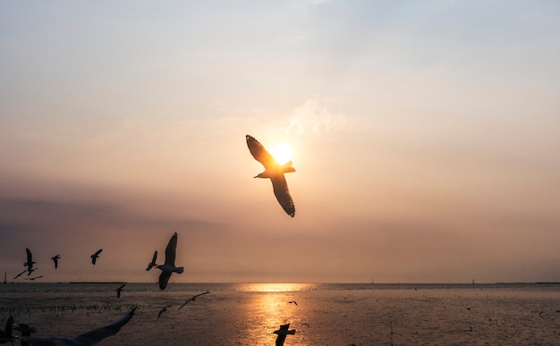 Bandada de gaviotas volando en el cielo.