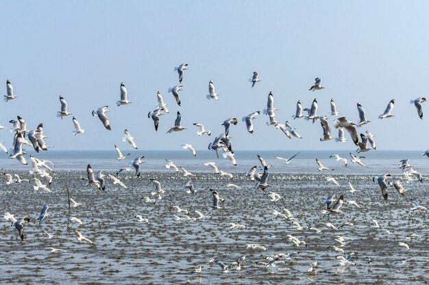 Una bandada de gaviotas volando sobre el mar