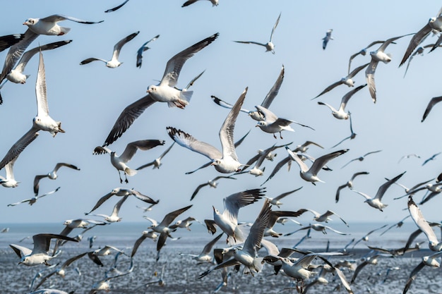 Una bandada de gaviotas volando sobre el mar