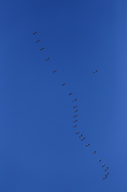 Foto gratuita bandada de pájaros grises en cielo azul