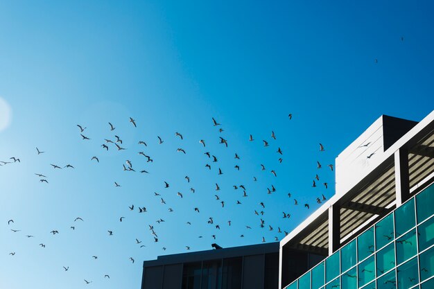 Bandada de pájaros volando