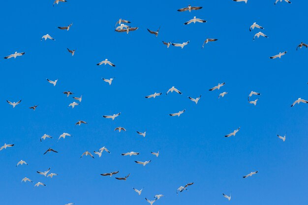 Bandada de pájaros volando