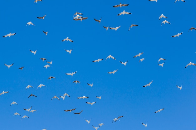 Bandada de pájaros volando