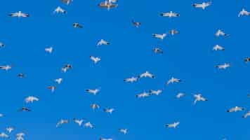 Foto gratuita bandada de pájaros volando