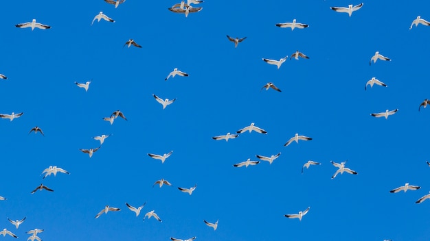 Bandada de pájaros volando