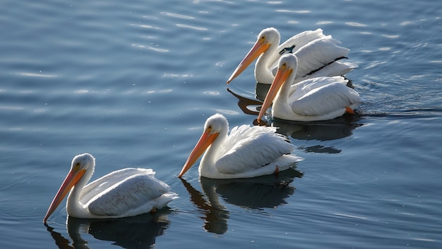 Foto gratuita bandada de pelícanos blancos americanos nadando en un estanque bajo el sol