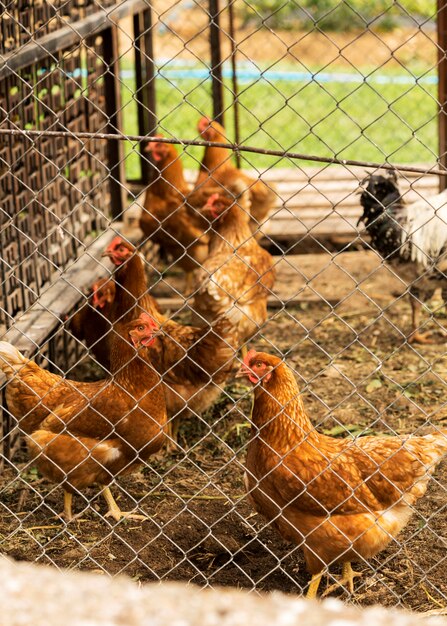 Bandada de pollos de alto ángulo