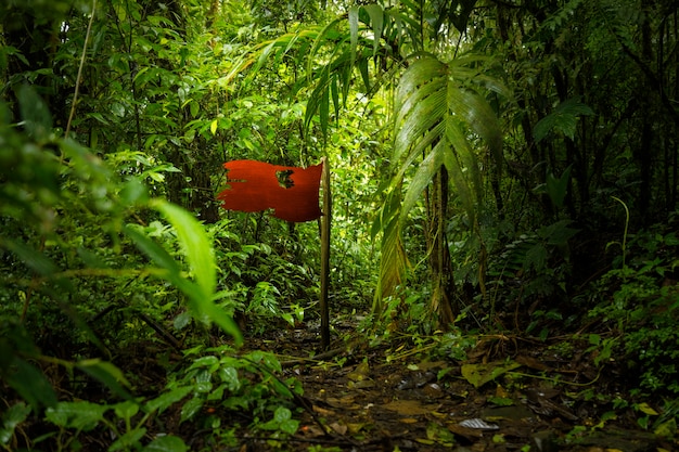 Bandera roja aislada en el bosque