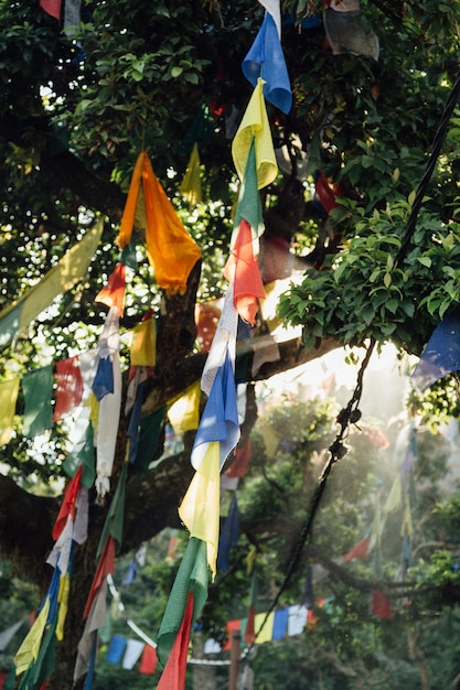 Foto gratuita banderas colgando de los árboles en nepal