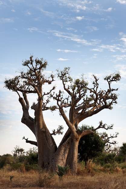 Foto gratuita el baobab