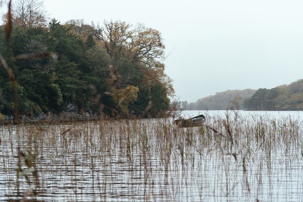 Barco en el lago rodeado de plantas y árboles.