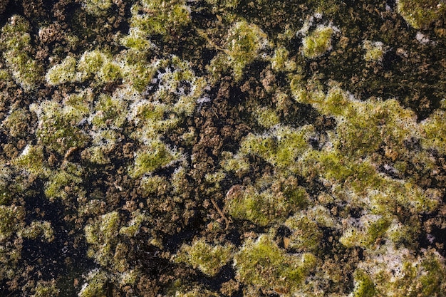 Barro en la superficie del agua