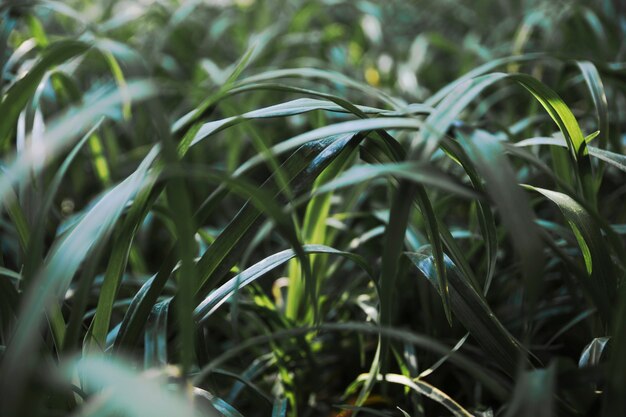 Bastante hierba en el jardín