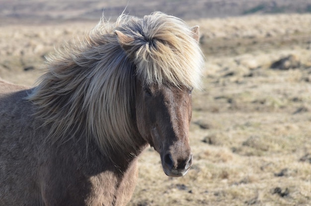 Bastante viento caballo islandés en un campo.