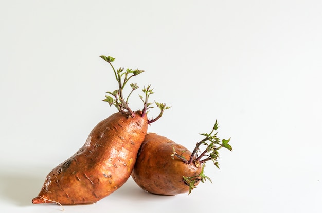 Batatas con plantas en crecimiento