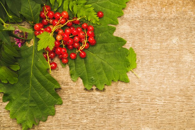 Bayas rojas en hojas verdes con flor silvestre