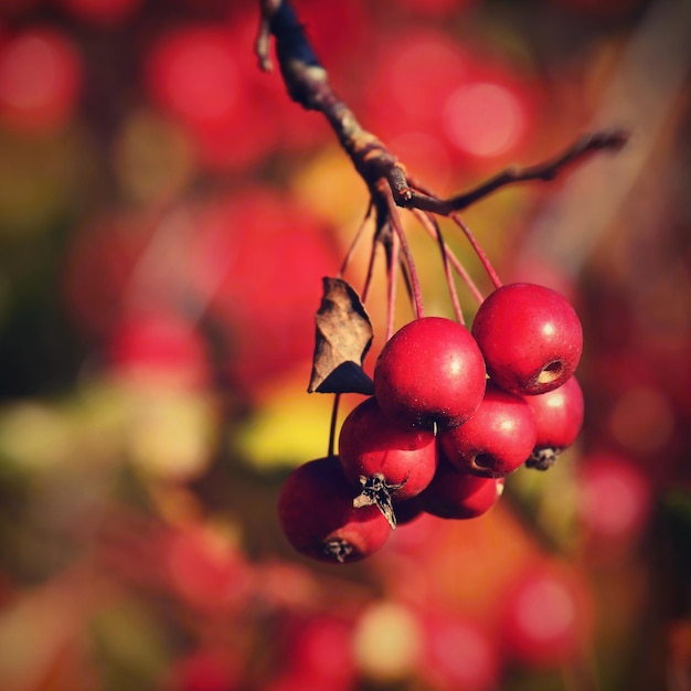 Bayas de serbal en una rama Sorbus alnifolia Sorbus aucuparia