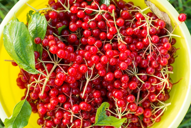 Bayas de viburnum rojo en el cubo