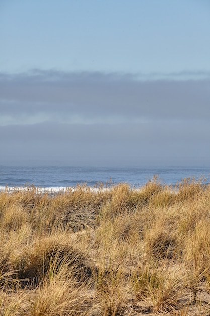 Beachgrass en la mañana en Cannon Beach, Oregon