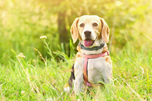 Beagle. Un hermoso disparo de un perro en la hierba.