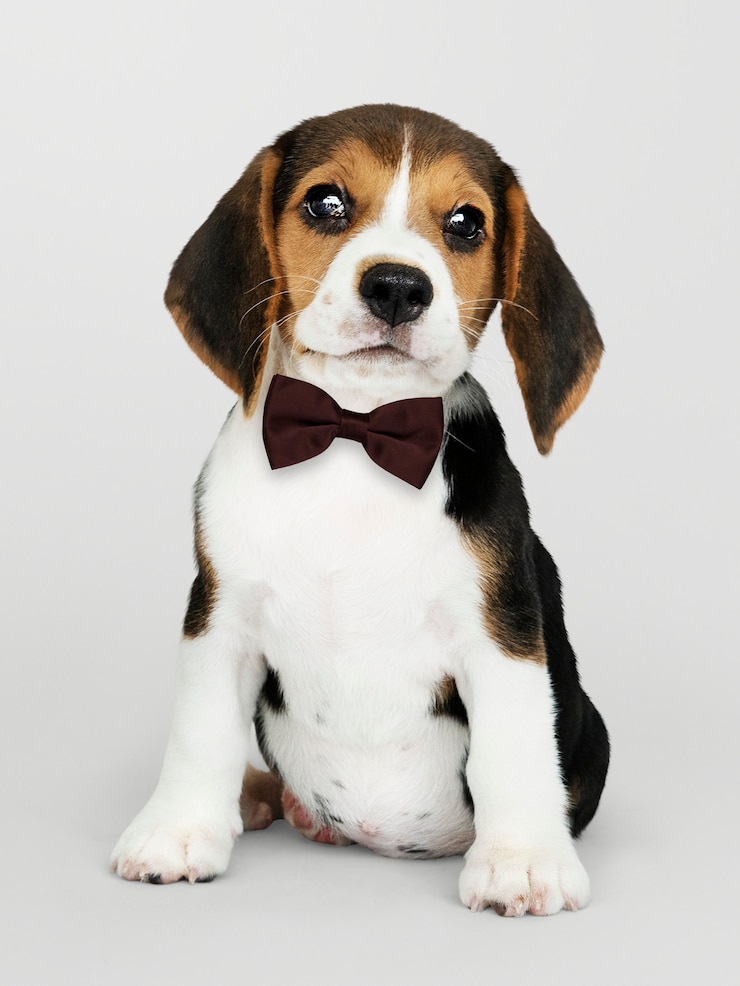 Foto gratuito beagle lindo en una pajarita marrón oscuro