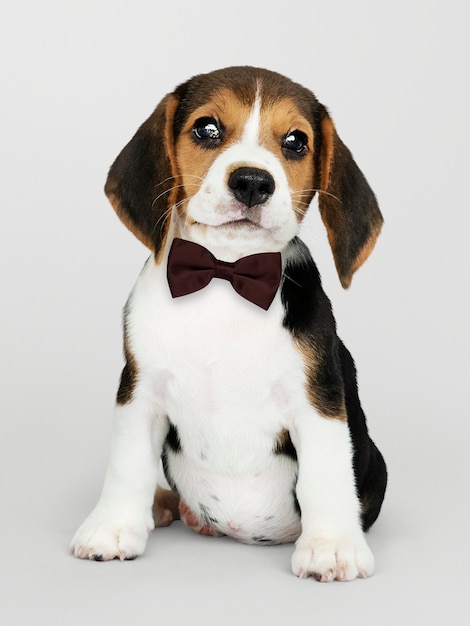 Beagle lindo en una pajarita marrón oscuro