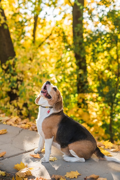 Beagle perro mirando hacia arriba con la boca abierta sentado en el parque